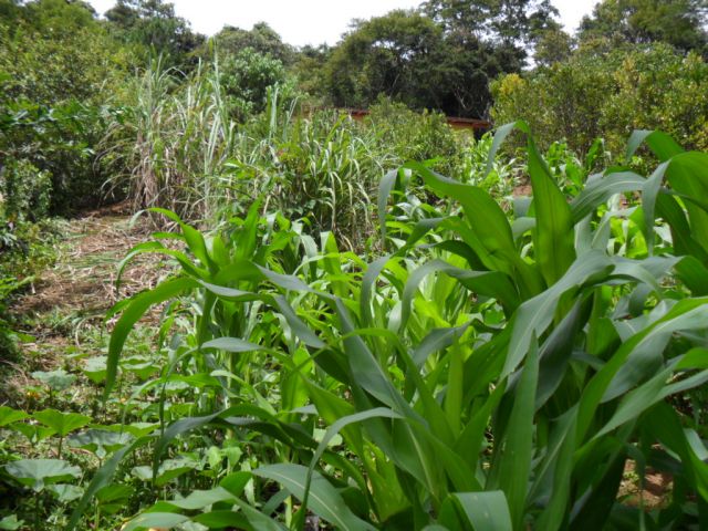 0 para Casas - Venda em Campos do Jordão